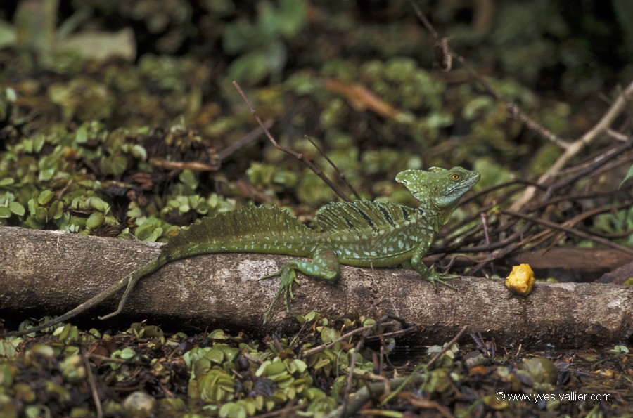 Costa Rica. Basilic à plume.