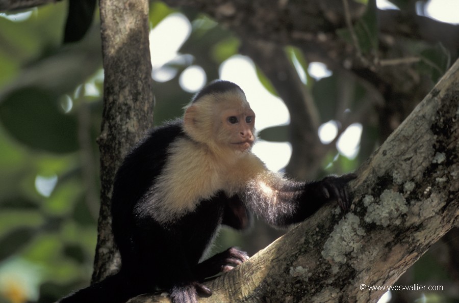 Costa Rica. Sapajou capucin.