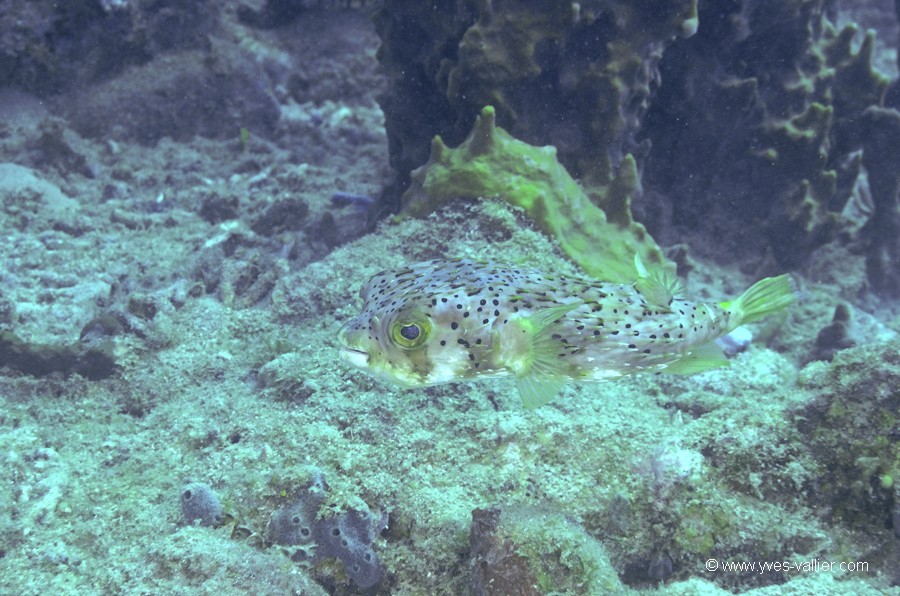 Mer des Caraïbes. Porc-épic ballon