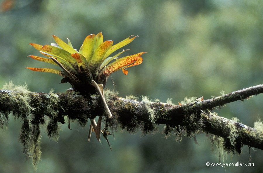 Costa Rica. Plante épiphyte.