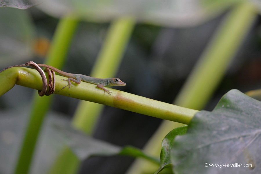 Guadeloupe. Lézard anoli.