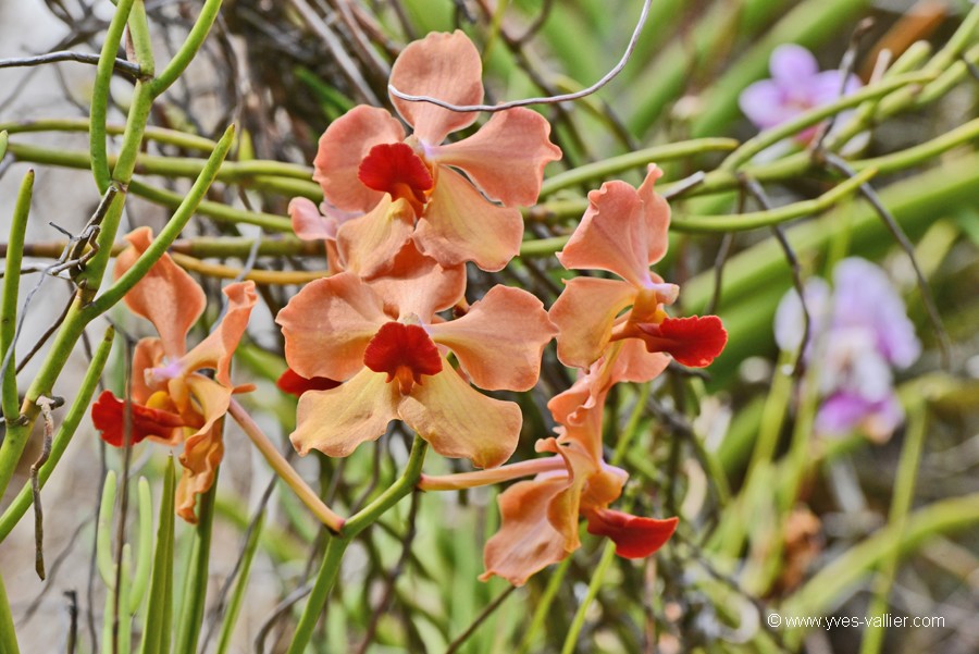 Guadeloupe. Orchidée
