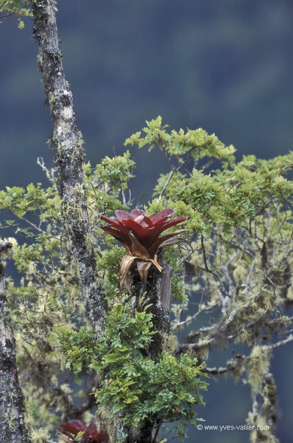 Costa Rica. Plante épiphyte.