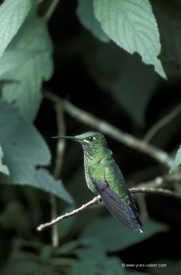 Costa Rica. Brillant fer de lance.
