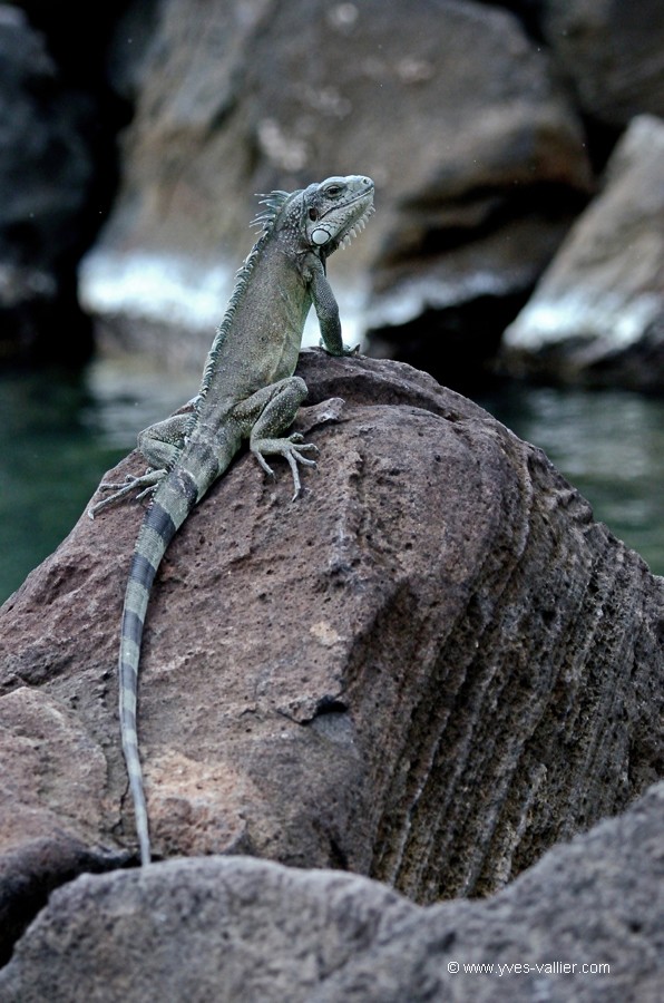 Guadeloupe. Iguane commun.