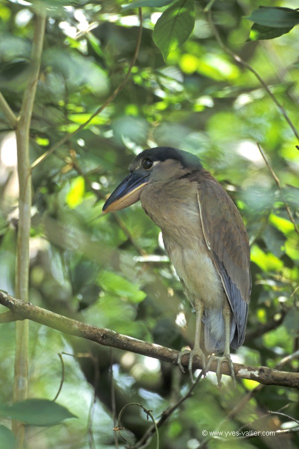 Costa Rica. Savacou huppé.
