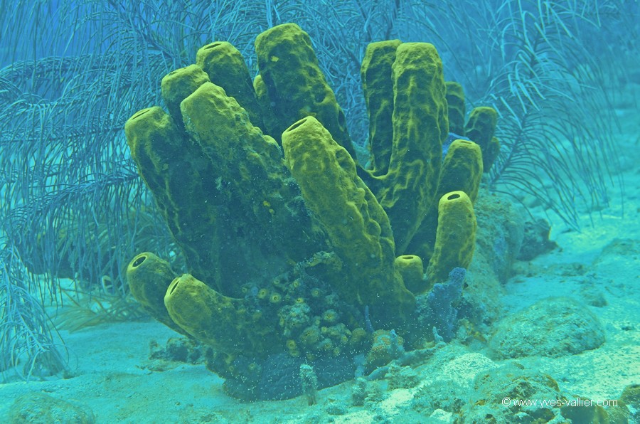 Mer des Caraïbes. Eponge tubulaire jaune.