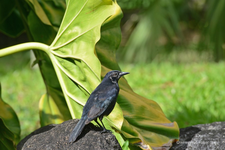 Guadeloupe. Quiscale merle