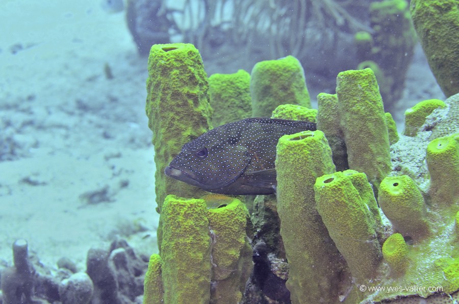 Mer des Caraïbes. Mérou céleste.