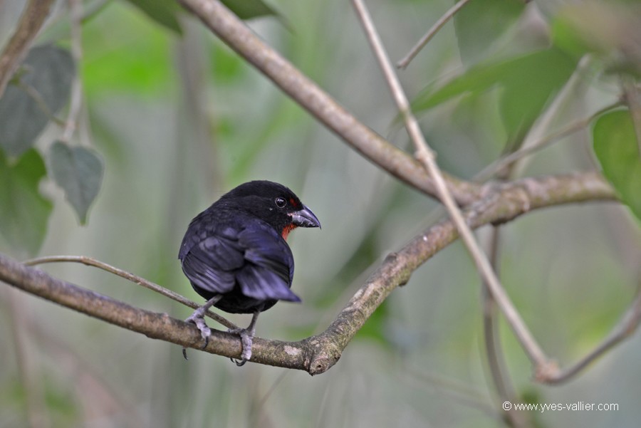 Guadeloupe. Sporophile rougegorge.
