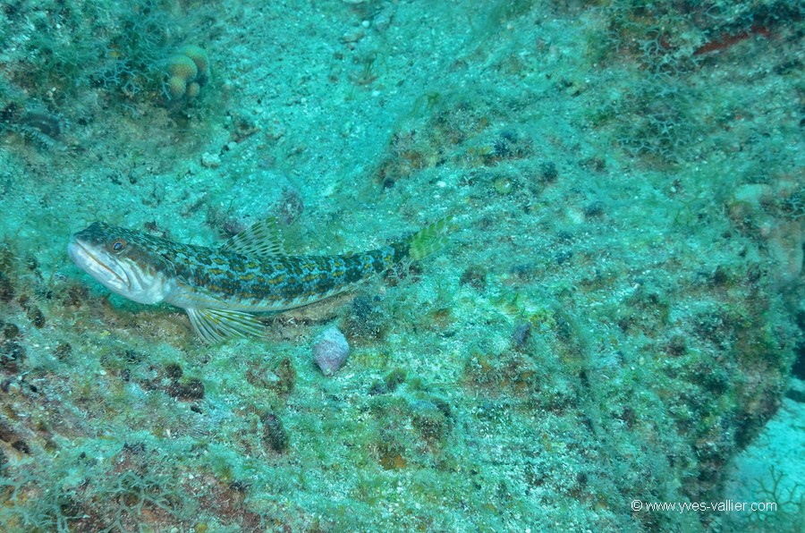 Mer des Caraïbes. Poisson lézard.