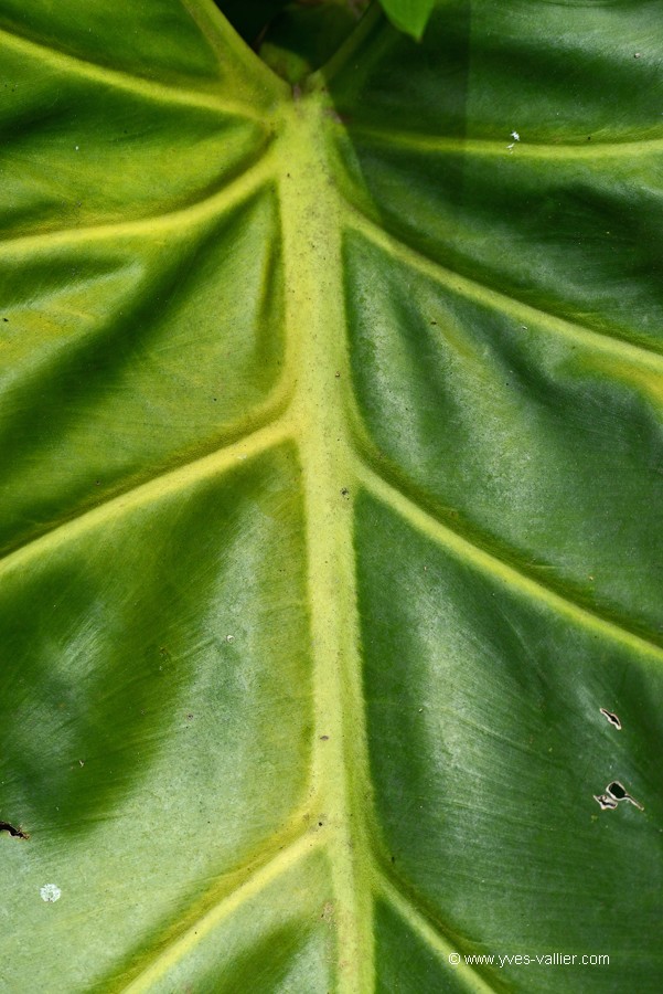 Costa Rica. Nervure de feuille