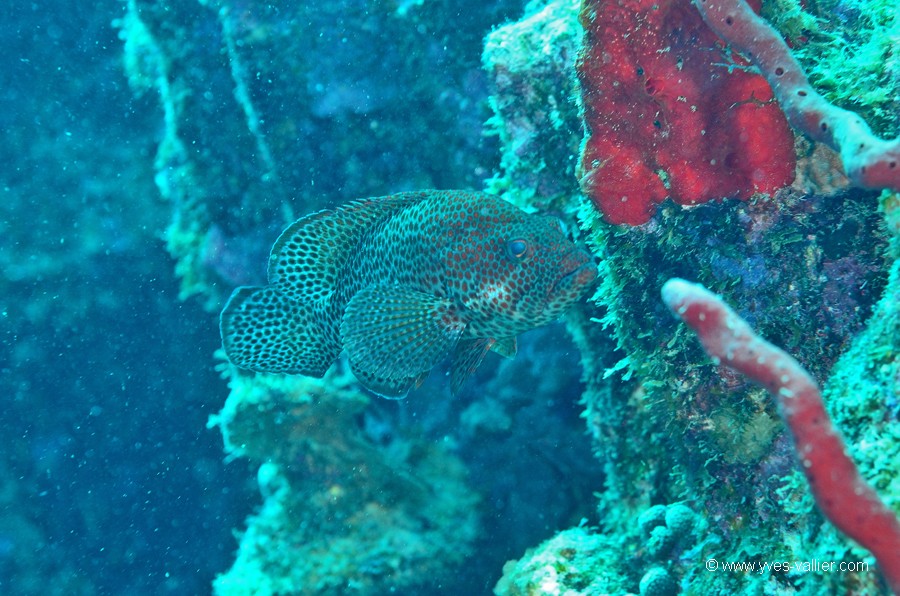 Mer des Caraïbes. Mérou céleste.