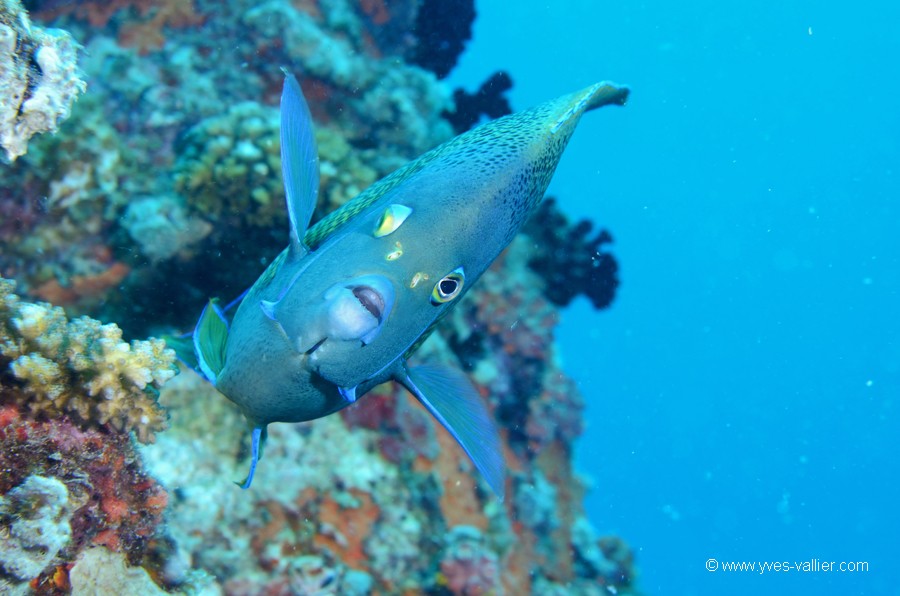 Poisson ange à demi-cercle.