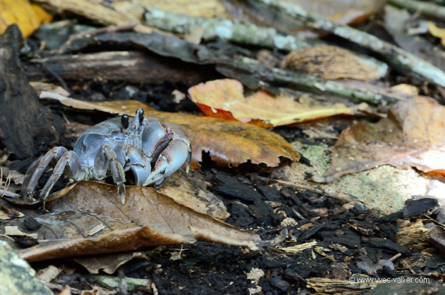 Crabe fantôme.