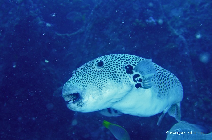 Poisson ballon étoilé