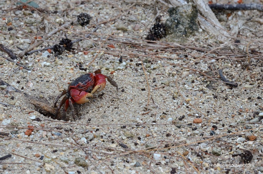 Crabe