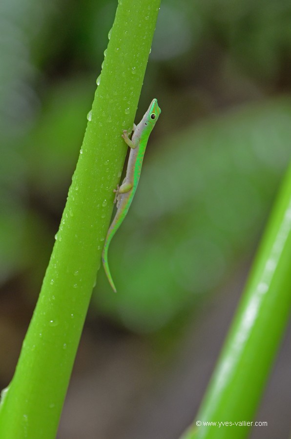 Gecko vert des Seychelles