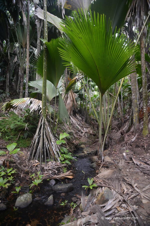 Vallée de Mai.