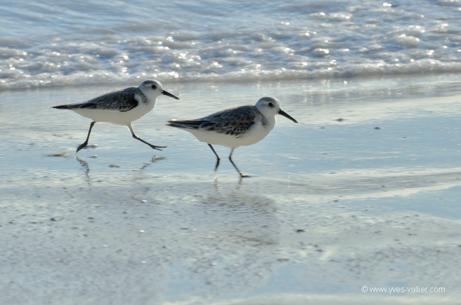Becasseau sanderling
