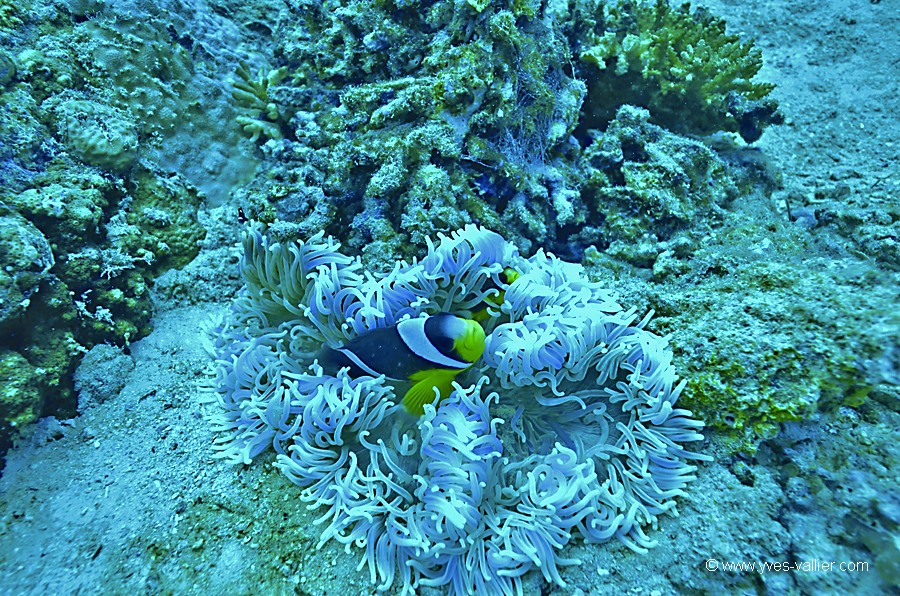 Poisson clown à nageoires jaunes.