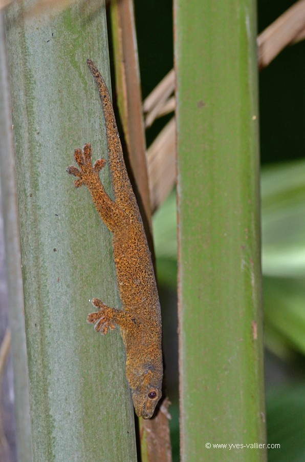 Gecko bronze des Seychelles.