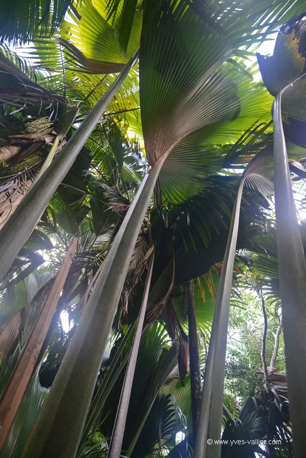Vallée de Mai