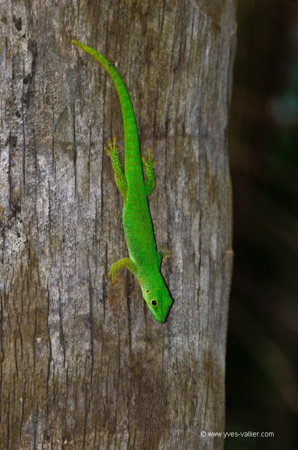 Gecko vert des Seychelles.