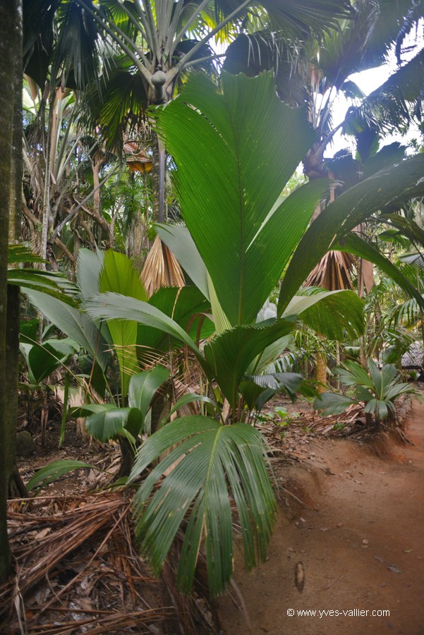 Vallée de Mai