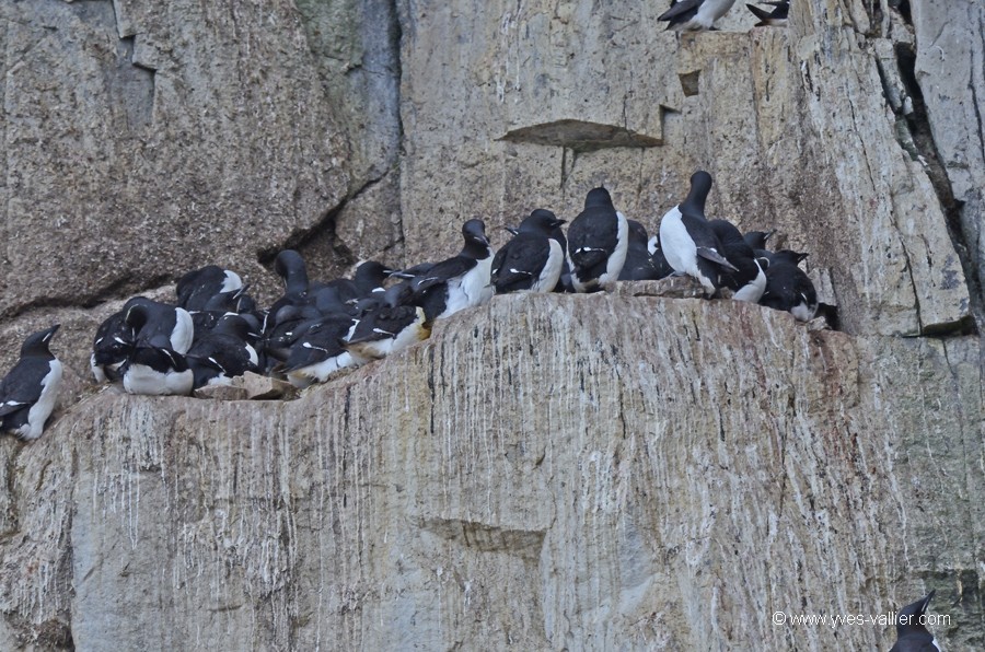 Guillemots de Brünnich