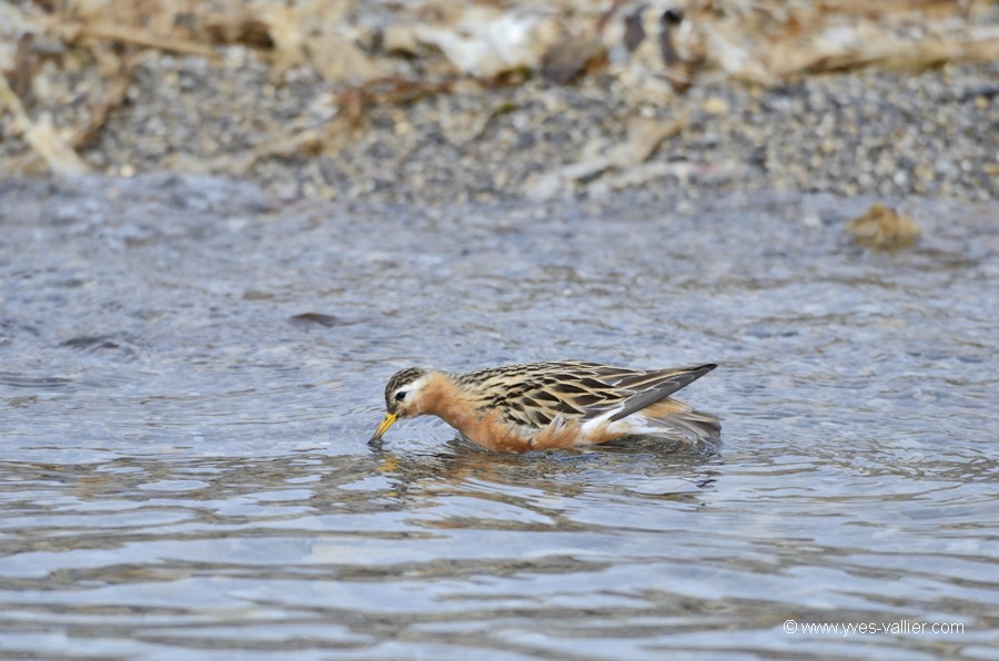 Phalarope à bec large.