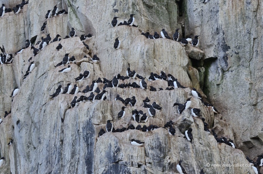 Kinnvika falaises