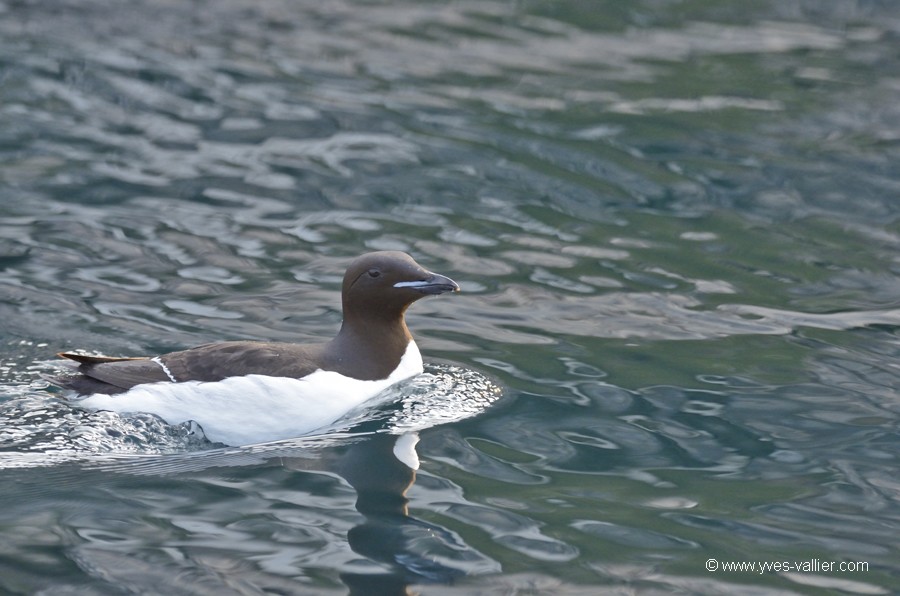 Guillemot de Brünnich.