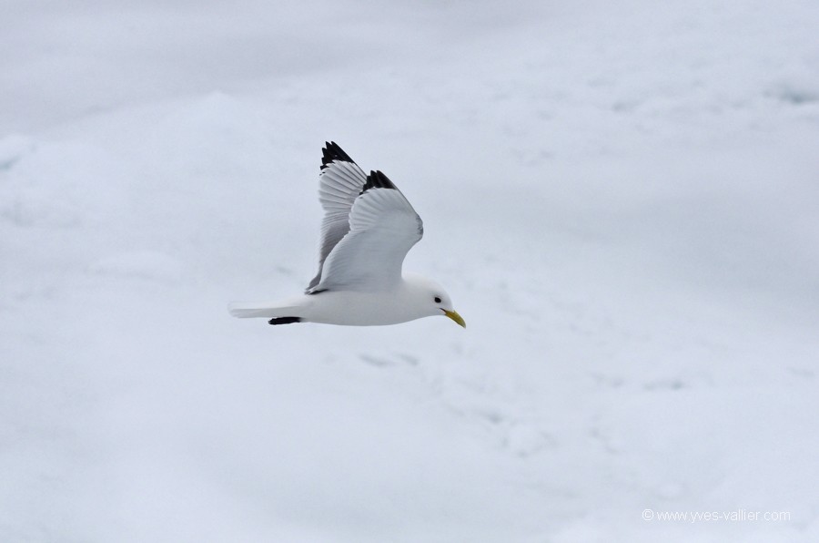 Mouette tridactyle