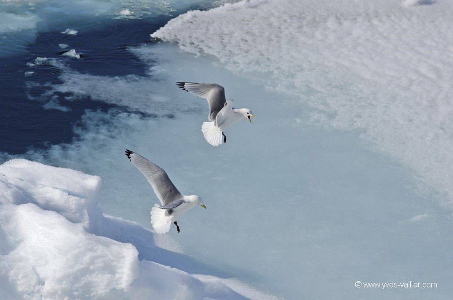 Mouette tridactyle