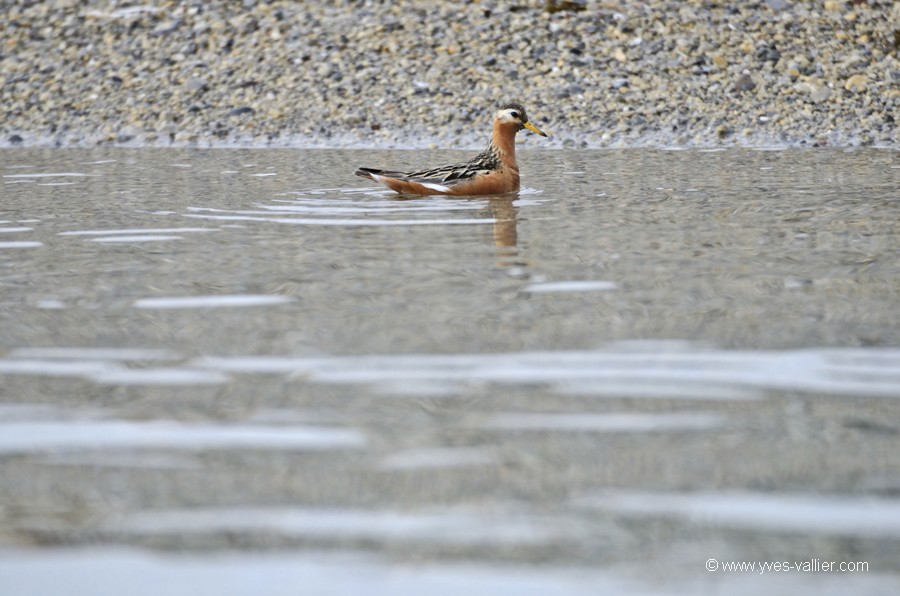 Phalarope à bec large