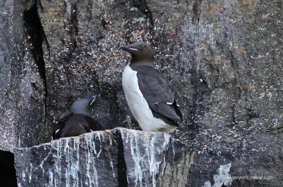 Guillemot de Brünnich