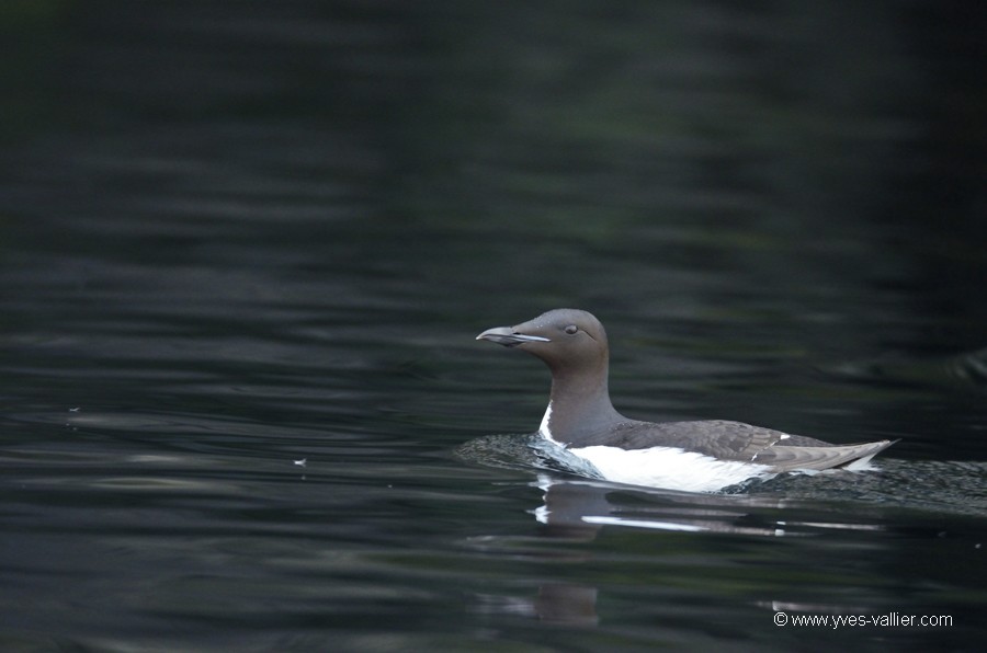 Guillemot de Brünnich