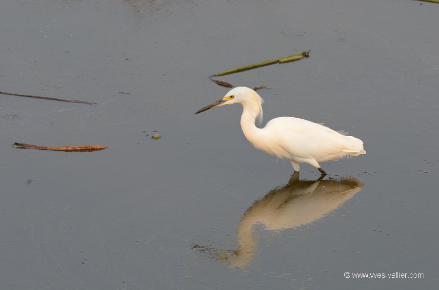 Aigrette neigeuse