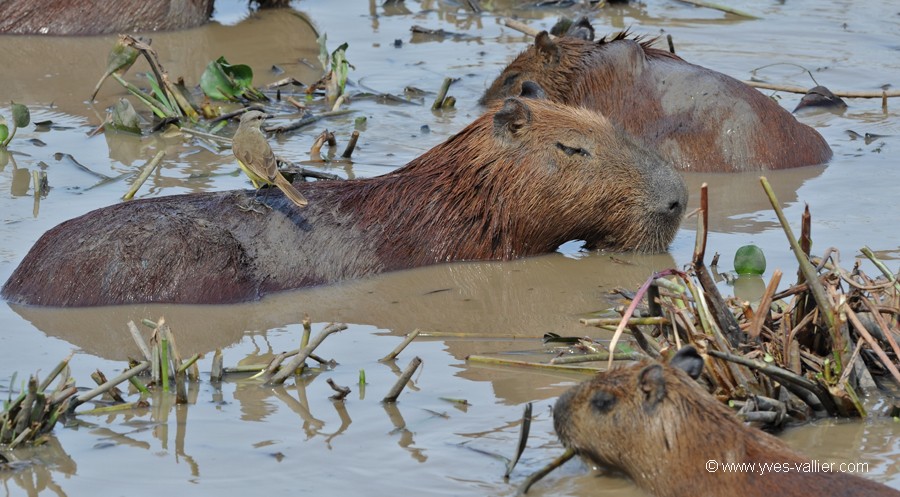 Capybara.