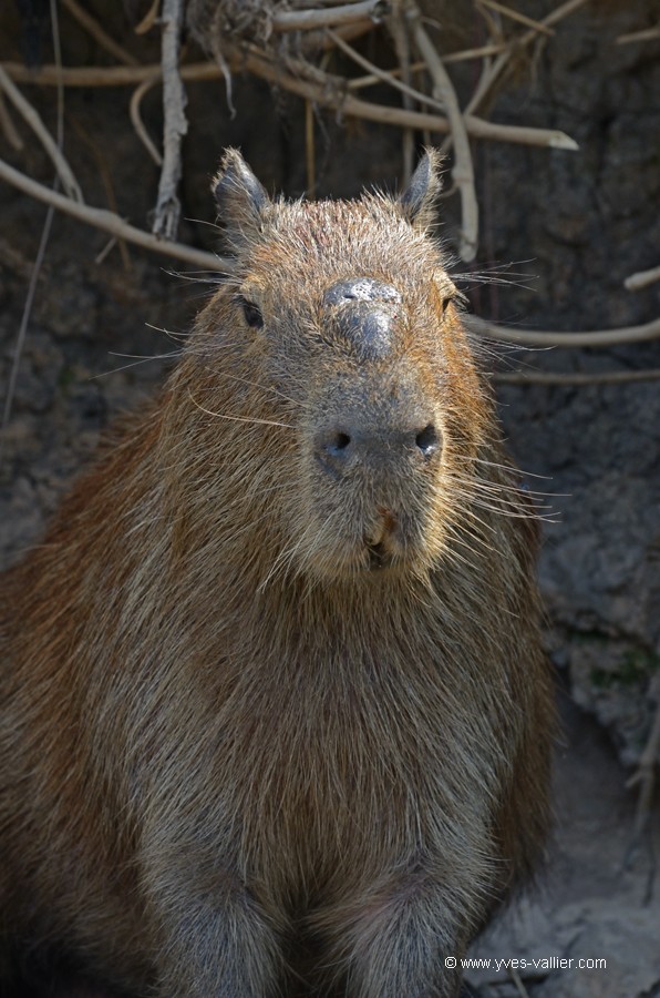 Capybara.