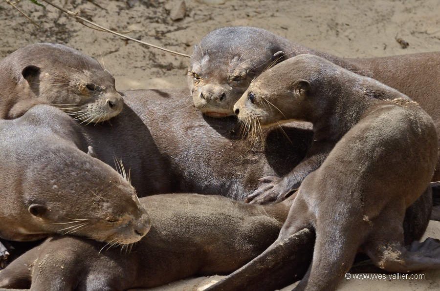 Loutre géante du Brésil.