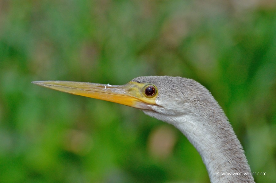 Anhinga d'Amérique.