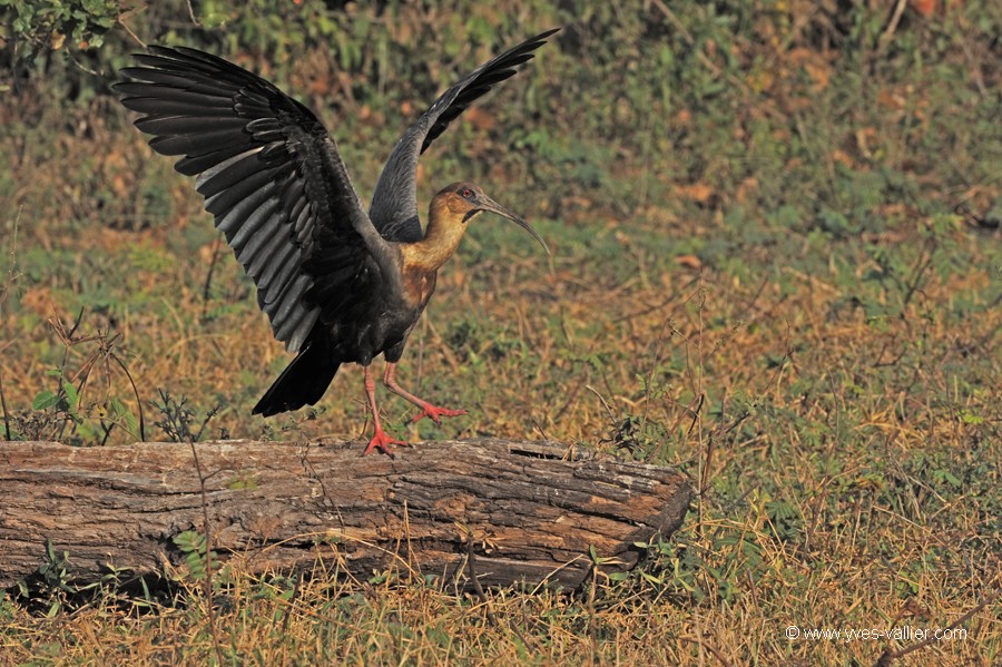 Ibis mandore.