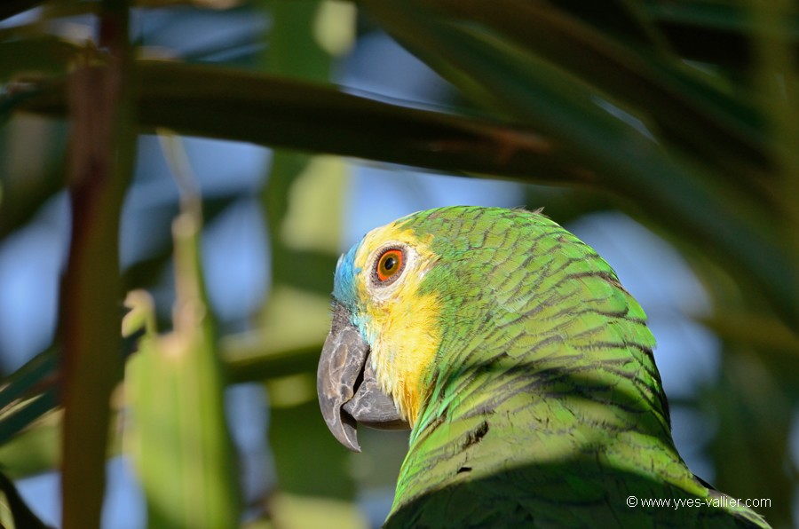 Conure.