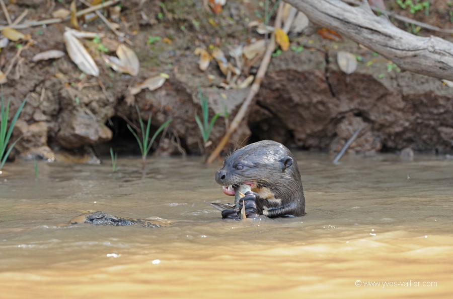 Loutre géante du Brésil.