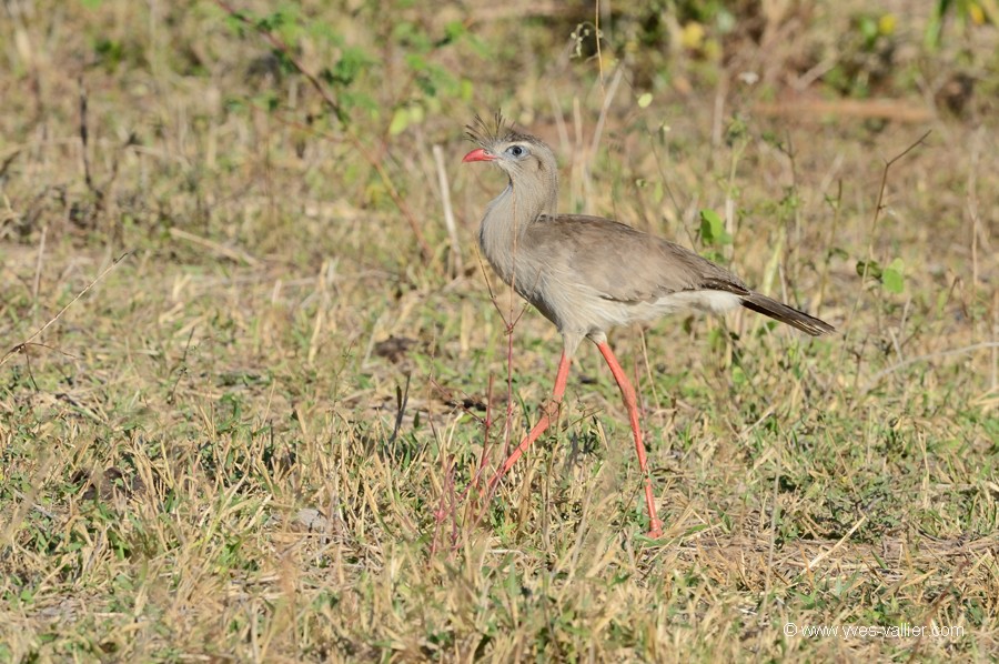 Cariama huppé.