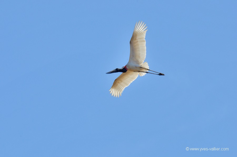 Jabiru d'Amérique.