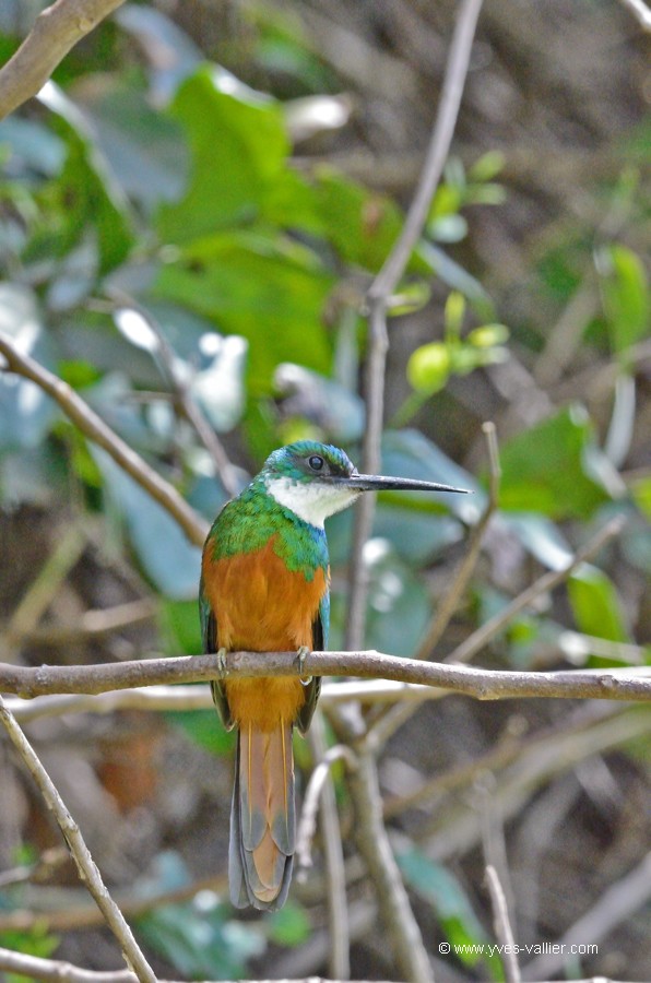 Jacamar à menton blanc.