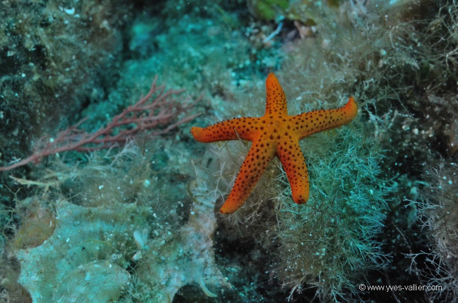 Etoile de mer rouge.